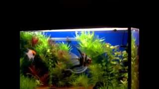 JBL Manado setup 112 L aquarium [upl. by Davie]