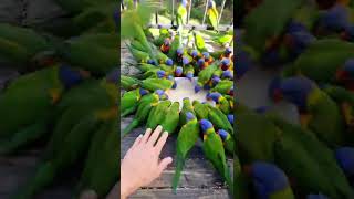 Lorikeet SUPER TURNOUT🌈🦜🦜🦜🥰😍😀With flyoverHeadphone 🎧 warning ⚠️😖 🙉 📢 [upl. by French]