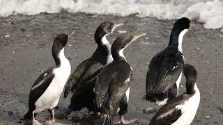 Antarctic shag Red billed gull and Black skimmer [upl. by Nuavahs]