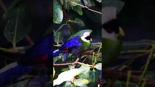 quotTuraco TimeLapse Watch the Daily Life of These Stunning Birdsquot🐦 ❤️ 🐦 [upl. by Ahsekam]