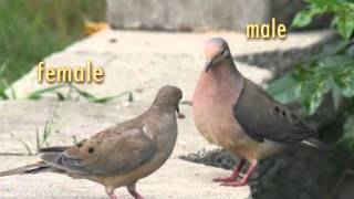 Mourning Dove Studies and Bird Banding in NC [upl. by Abroms32]