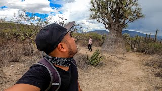 Encontramos una Pata de elefante GIGANTE en la reserva de Tehuacán [upl. by Crysta]