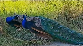 PEACOCK amp PEAHEN UP CLOSE 3 peacock feather colorful blue birdsounds [upl. by Irehs961]