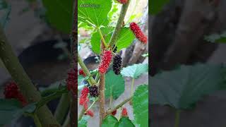 Mulberry Everbearing Tree Container Gardening [upl. by Octavla397]