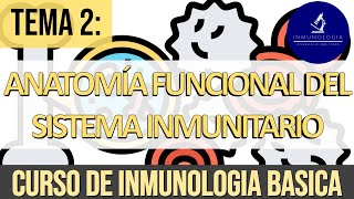 Anatomía Funcional del Sistema Inmune Hematopoyesis Órganos linfoides Sistema Linfático [upl. by Lotus]