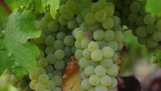 Nobility Botrytis wine Napa Valley 貴腐ワイン ノビリティー [upl. by Cis379]