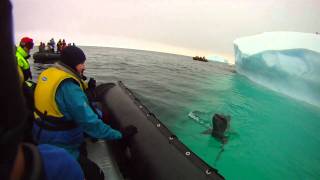 Leopard Seal Encounter [upl. by Einalem395]