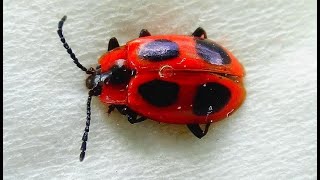 Endomychus coccineus  Linnaeus 1758  Endomychidae  Fausse coccinelle  France  062019 [upl. by Ayoted]