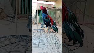 Riddick pure Mianwali Aseel petvlog007 [upl. by Knowles]