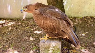 Biggest Bonellis Eagle and nice movement [upl. by Ramaj975]