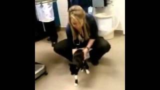 Severus the cat undergoes a tensilon test at CSU Veterinary Hospital [upl. by Aimek866]