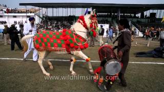 Horse dancing to the rhythm of dhol Only in India [upl. by Dellora884]