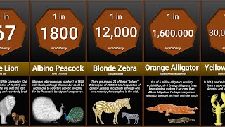 Probability Comparison Rarest Animal [upl. by Nitsu]