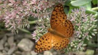 Butterflies  A Collection Of Fluttering Butterflies [upl. by Daus]