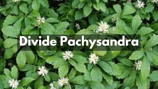 How To Divide Pachysandra  Groundcover For Shade amp Erosion Control [upl. by Slotnick46]