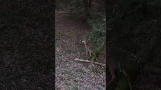 Arrow DEFLECTED Off A Buck bowhunting shorts [upl. by Ynaffad]