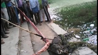 Crocodile spotted and caught by villagers at Yamuna bank Allahabad forest official showed up late [upl. by Ramona]