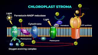 Electron Transport System  Photophosphorylation  Photolysis of Water [upl. by Nannahs]