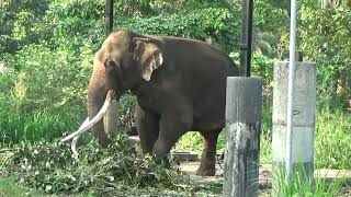 Pinnawala Elephant Orphanage [upl. by Tarryn]