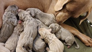 Newborn Weimaraner Puppies Have Beautiful Stripes [upl. by Toland]