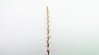 【ラン科野草】ネジバナの開花（花の開花＃431  Flowering Spiranthes sinensis Timelapse [upl. by Ilwain]