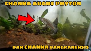 CHANNA ARGUS PHYTON amp CHANNA BANGKANENSIS‼️ [upl. by Epuladaugairam]