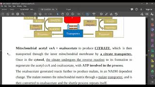 L64 FATTY ACID SYNTHESIS R [upl. by Wasserman]