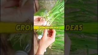 Garlic Exceptional Germination in Water 🧅 রসুন চাষের চমৎকার পদ্ধতি shots onion farming gardening [upl. by Starobin154]