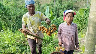 Areca catechu Areca nut betel nut paan  kuwai khauh ni thag mo🤔🤔🤔 [upl. by Jocko]