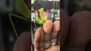 praying mantis mating [upl. by Sidnee311]