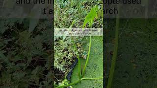 Growing Sagittaria latifolia wapato arrowhead Edible Aquatics [upl. by Chapin]