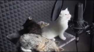 ¡¡ GATITOS CANTANDO [upl. by Asiret]