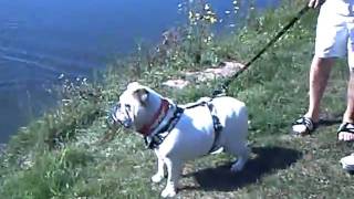 bouledogue anglais au parc [upl. by Ahsin249]