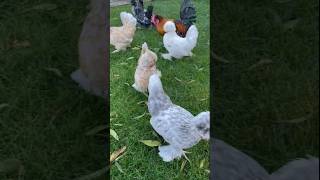 Struma bantam chicken 🐔 ytshortsfeed shorts ytshorts trending youtubeshorts reels [upl. by Hcone297]