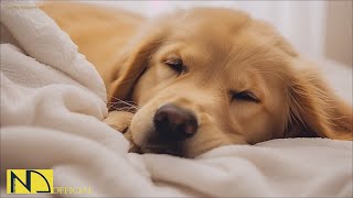 20 HOURS of Dog Calming Music For Dogs🎵🐶Anti Separation Anxiety Relief💖🐶Dog Sleep Music🎵 NadanMusic [upl. by Vano]