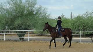 Ranch Trail Class  SSC Summer Series  July 2024 Horse Show [upl. by Relda]