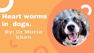 THE DIAGNOSIS AND TREATMENT OF HEARTWORMS IN DOGS [upl. by Slocum597]