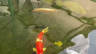 Marugen Bred Crossback Golden Arowana swimming gracefully with kois at Marugen Koi Farm Singapore [upl. by Havelock258]