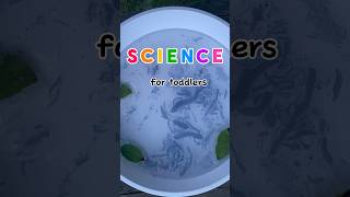 Efecto Marangoni 🐙🖊️ science scienceexperiment scienceforkids toddlers [upl. by Ianaj]