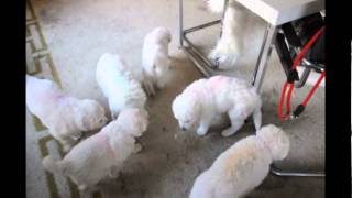 Kuvasz Welpen spielen im Wohnzimmer [upl. by Bobbe]