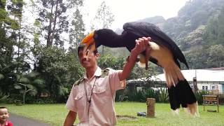 Birds Of Prey Show At Taman Safari Indonesia Cisarua [upl. by Silden]