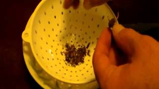 HOW TO GROW TOBACCO PART 10 Harvesting The Seeds [upl. by Eniamurt758]