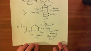 Penicillin and Beta Lactamases Part 2 [upl. by Leunas326]