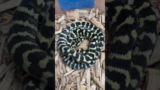 Super Hot Jungle Carpet Python Holdback animal beautiful python [upl. by Tennos]