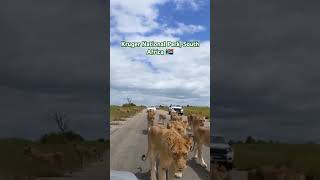 Kruger National Park South Africa 🇿🇦 shortvideo fannycomedy fannymoments fannyvideo beats [upl. by Alekat]