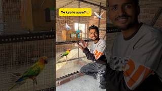 New birds le aaye😲 petlover minivlog budgiesfam pigeon budgiesvlog kabutar budgieslover [upl. by Vincelette]