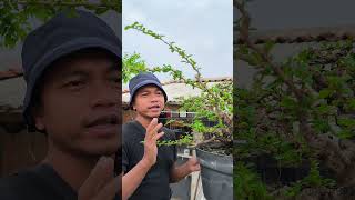 Pruning bunga bonsai hokiantea pruning bunga hokiantea bonsai [upl. by Akkinahs337]