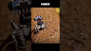 The Unique Dance Of Peacock Spider  Mate Or DEATH 😨 [upl. by Jeanna]