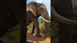 Too Close Elephant africa southafrica elephant [upl. by Aicil]