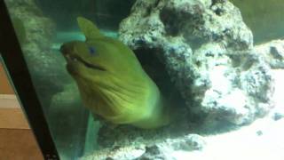 Green Moray Eel Feeding [upl. by Ateiram]